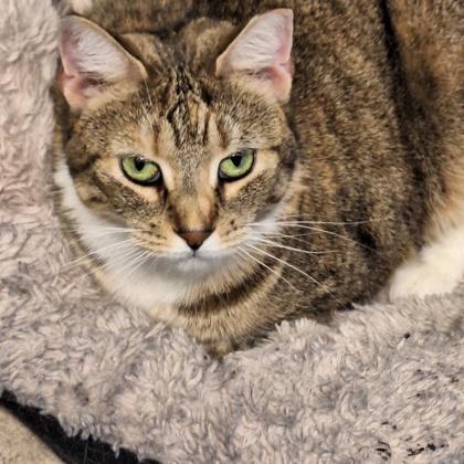 Bianca, a Adoptable Domestic Short Hair in Bath, NY image 2/2