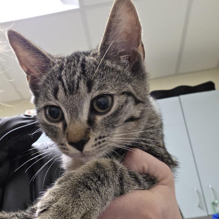 Nora, Adoptable, Kitten Female Domestic Short Hair.