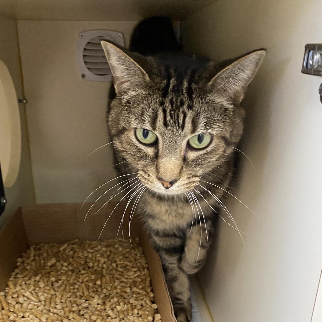 Germany, a Adoptable mixed breed in La Grange, KY image 3/3