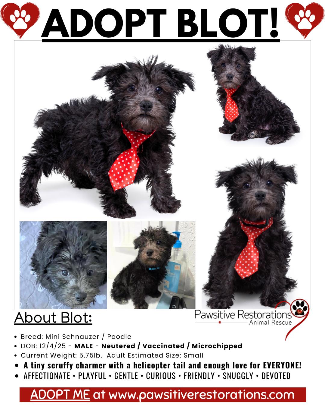 Enlarge BLOT!, a Adopted mixed breed in Aurora, CO image 2/4