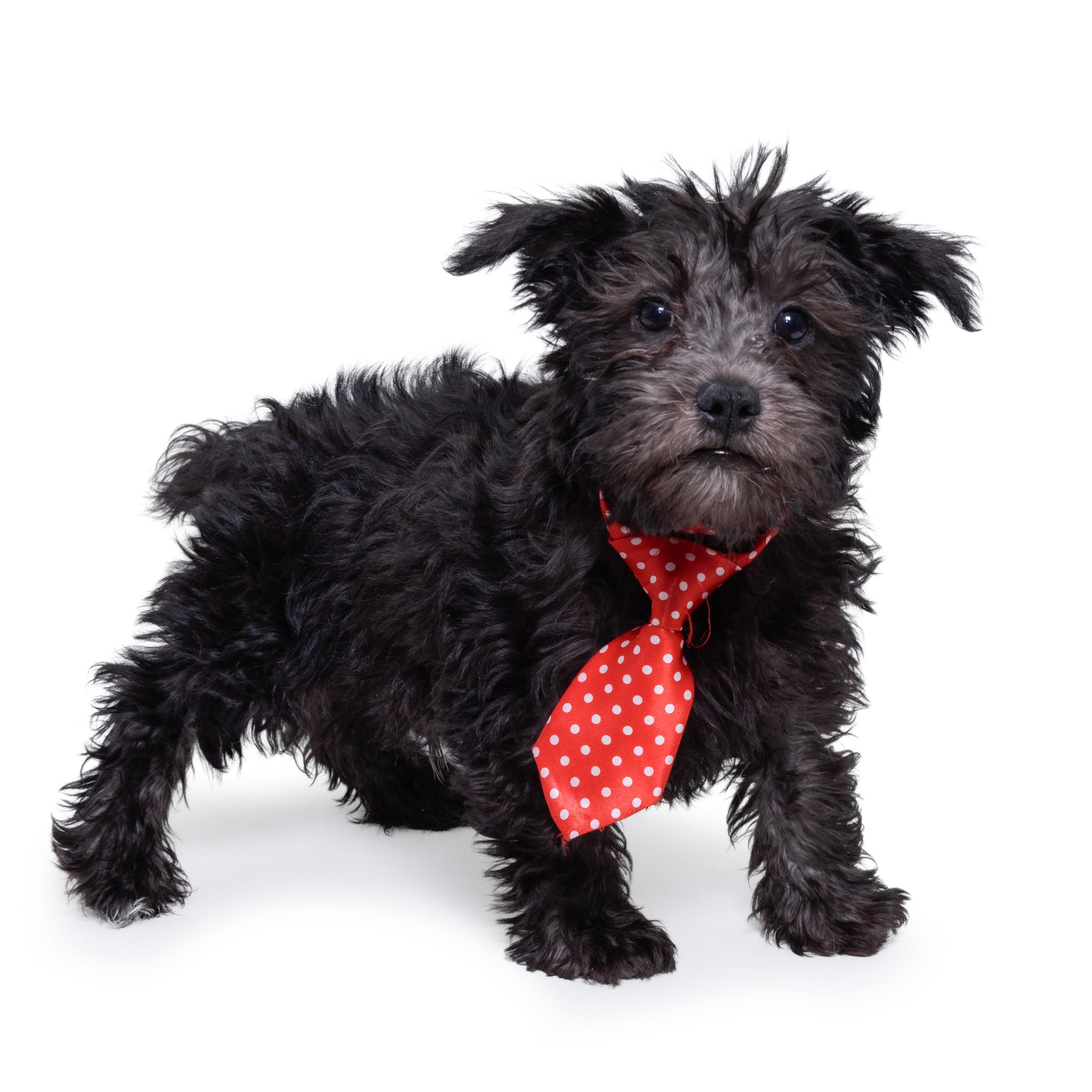 Enlarge BLOT!, a Adopted mixed breed in Aurora, CO image 3/4