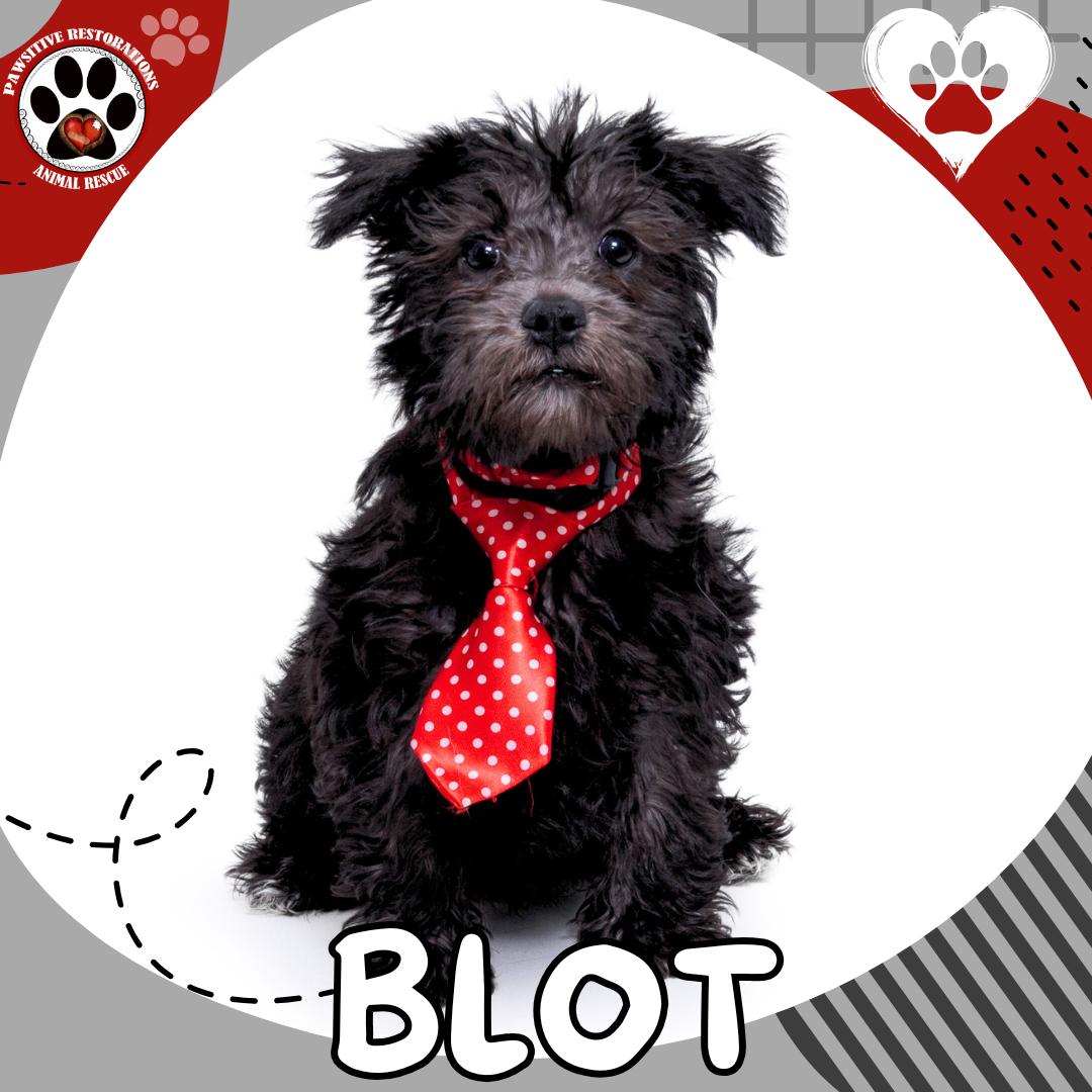 Enlarge BLOT!, a Adopted mixed breed in Aurora, CO image 1/4