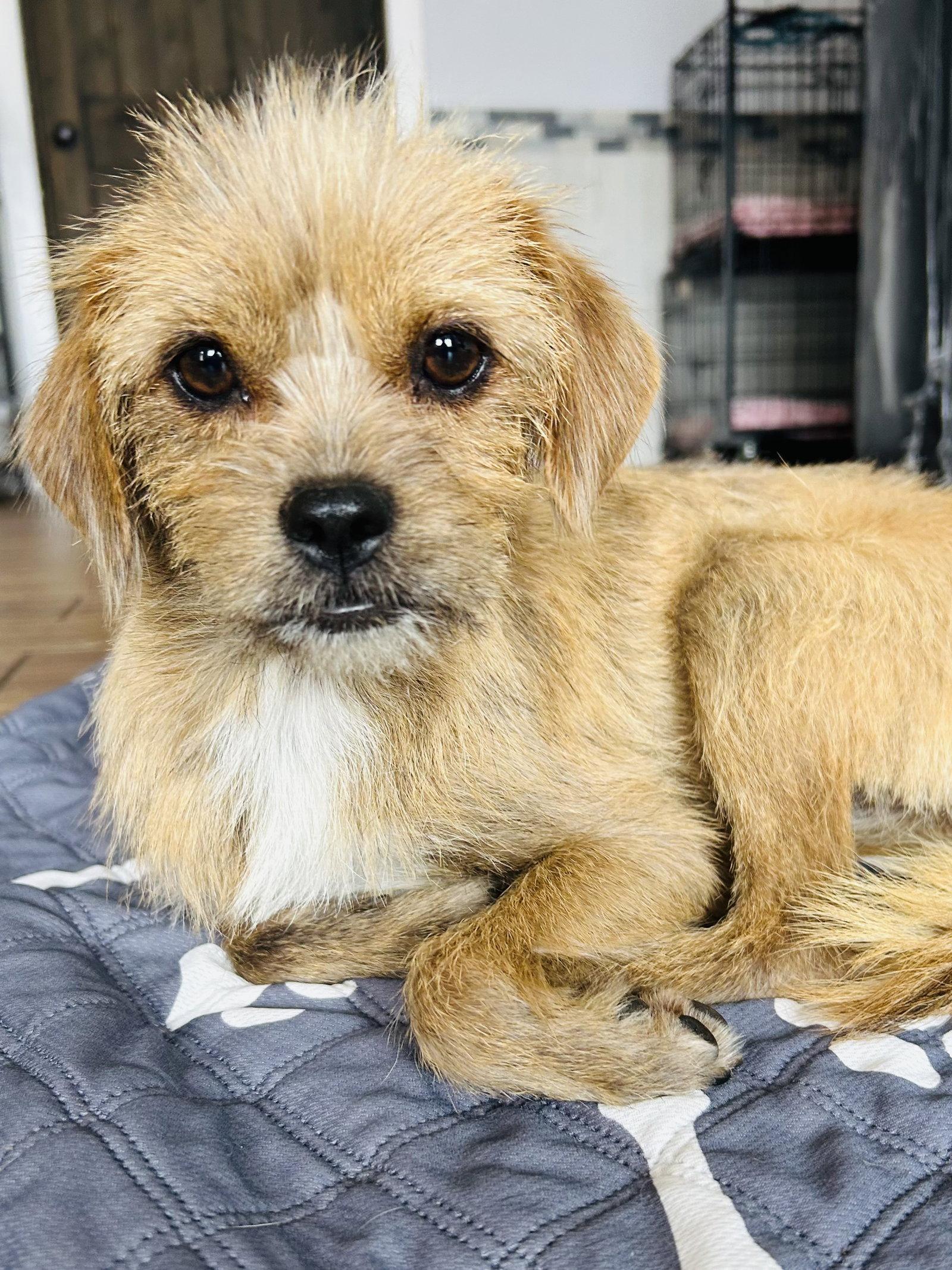 Nala, Adoptable, Young Female Wire Fox Terrier & Chihuahua.