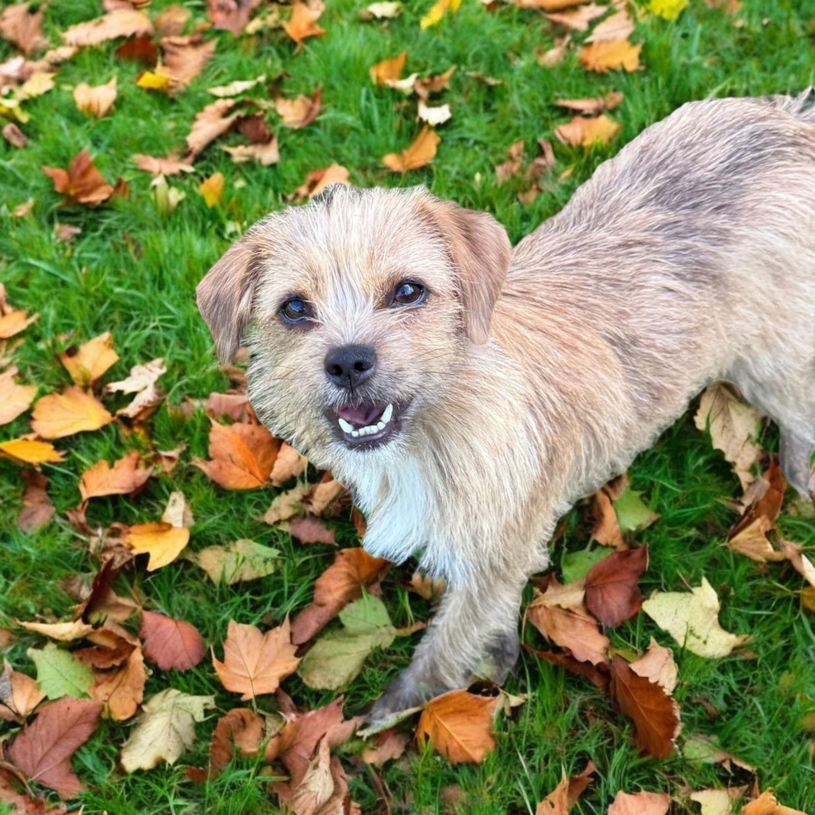 Nala, Adoptable, Young Female Wire Fox Terrier & Chihuahua.