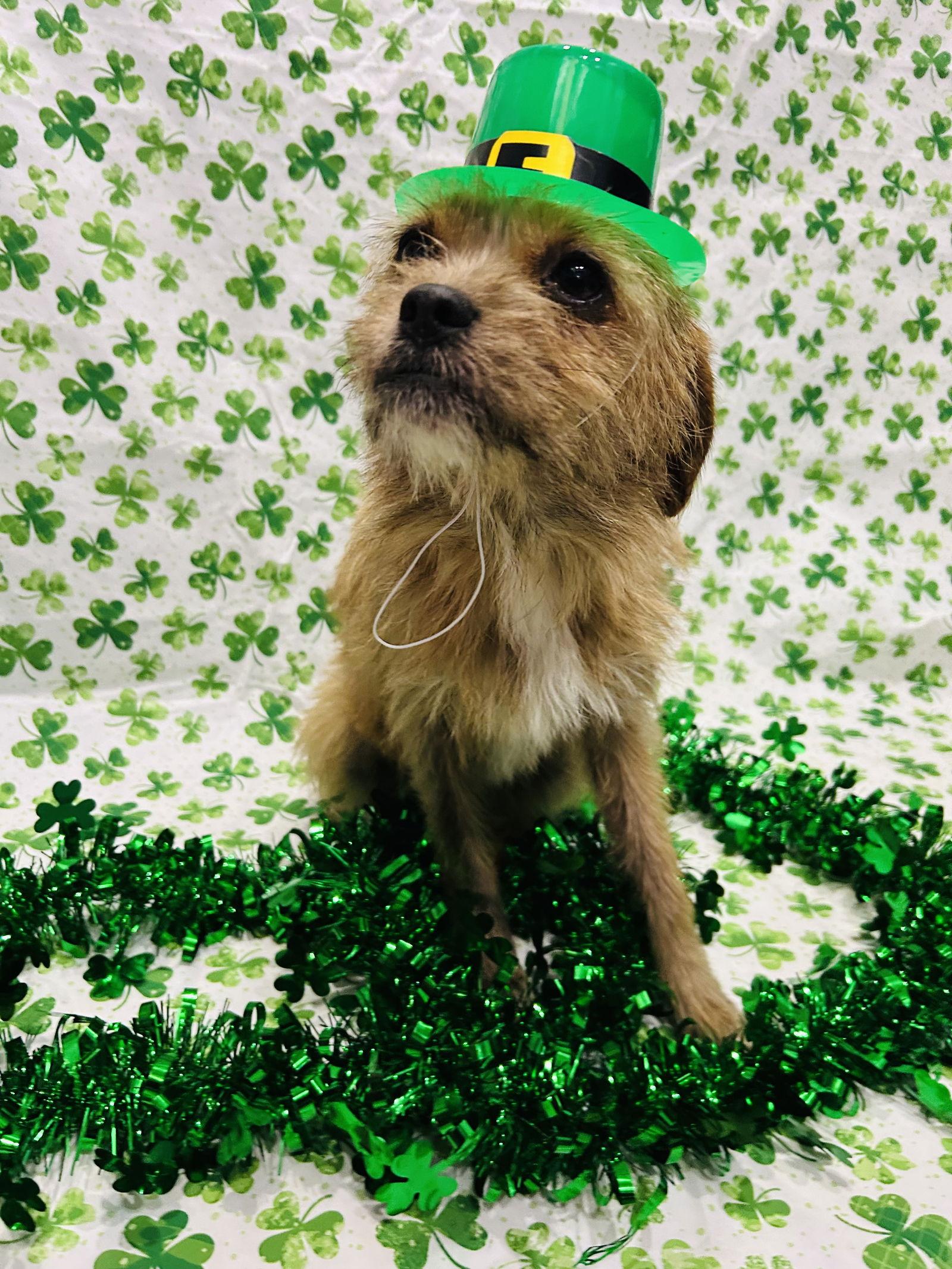 Nala, Adoptable, Young Female Wire Fox Terrier & Chihuahua.