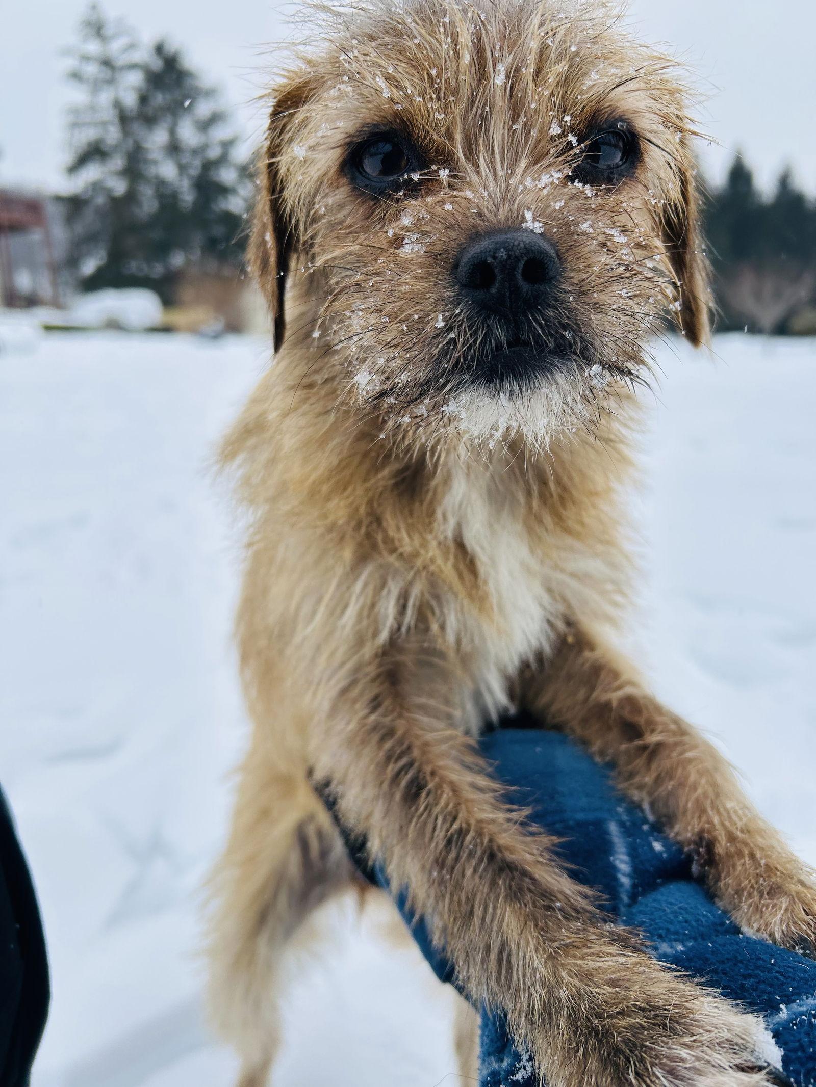 Enlarge Nala, a Adoptable mixed breed in Elizabethtown, PA image 2/3