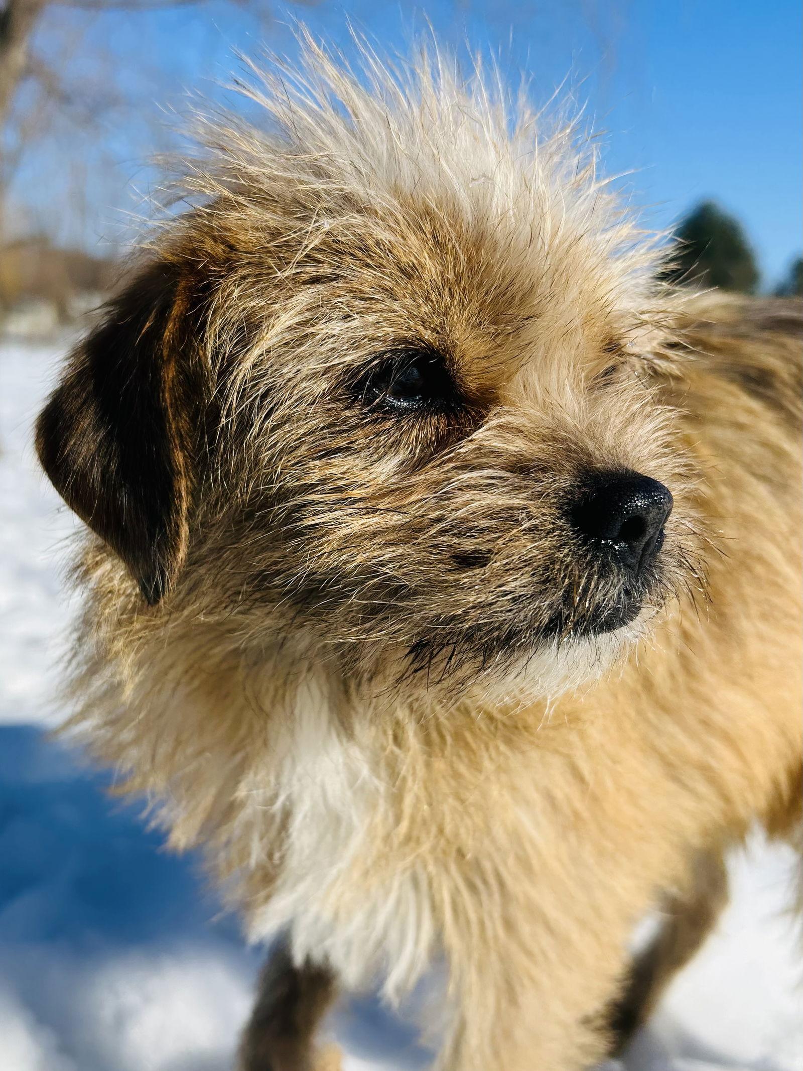 Enlarge Nala, a Adoptable mixed breed in Elizabethtown, PA image 2/3