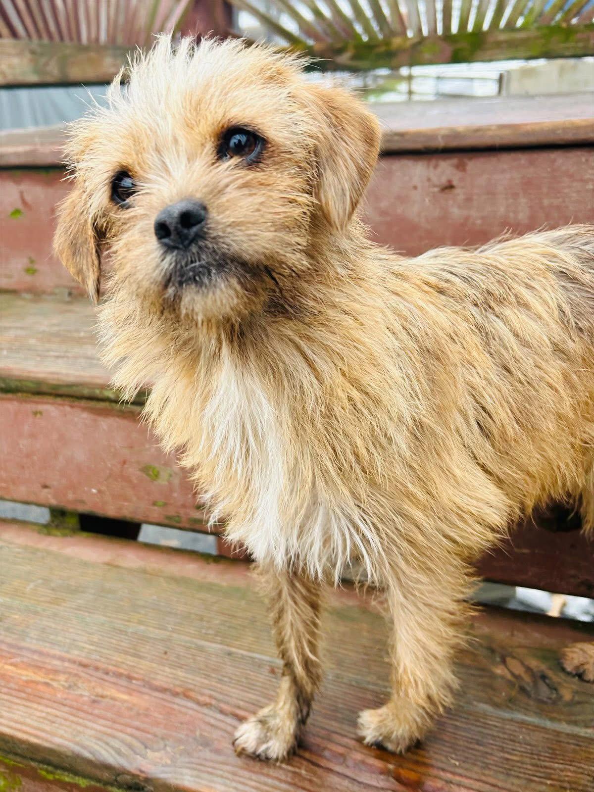 Enlarge Nala, a Adoptable mixed breed in Elizabethtown, PA image 3/3
