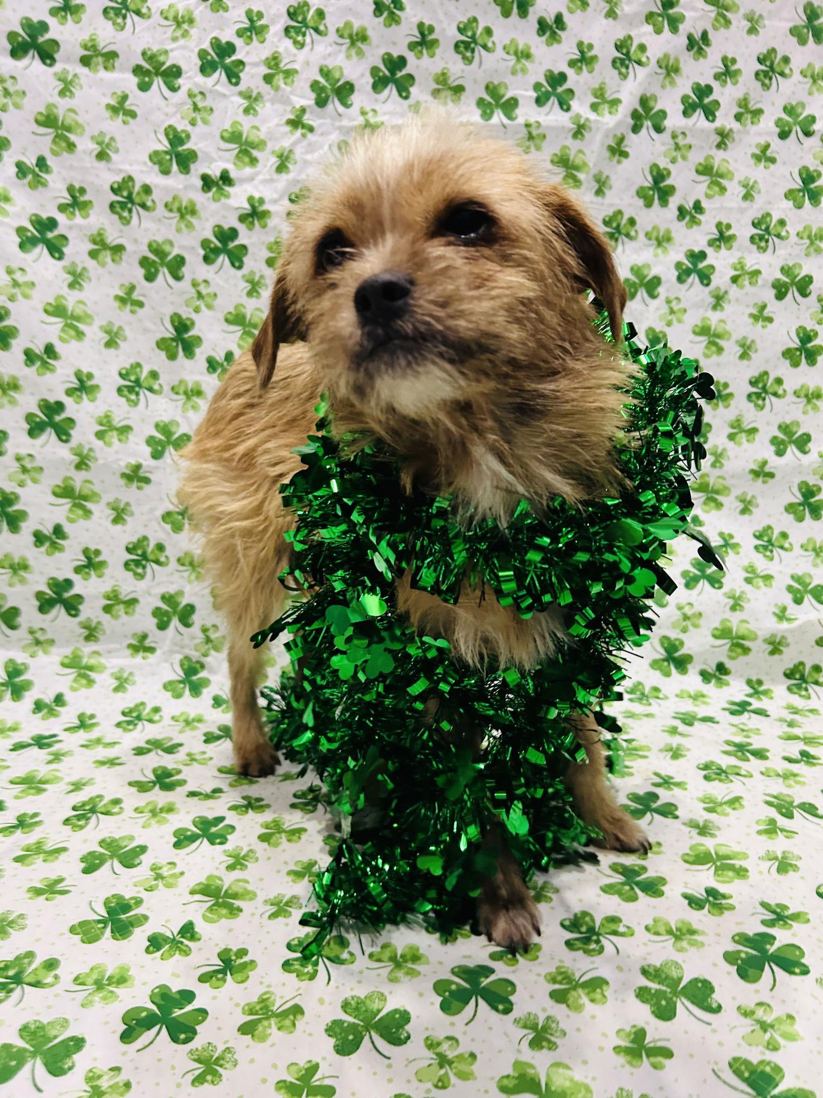 Enlarge Nala, a Adoptable mixed breed in Elizabethtown, PA image 3/3