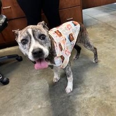 Enlarge SCOUT, a Adoptable Pit Bull Terrier in Columbus, MS image 1/4