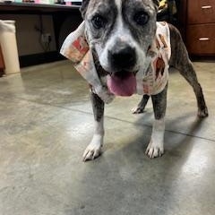 Enlarge SCOUT, a Adoptable Pit Bull Terrier in Columbus, MS image 4/4