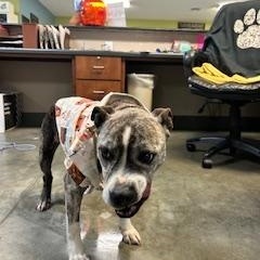 Enlarge SCOUT, a Adoptable Pit Bull Terrier in Columbus, MS image 3/4