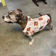 Enlarge SCOUT, a Adoptable Pit Bull Terrier in Columbus, MS image 2/4