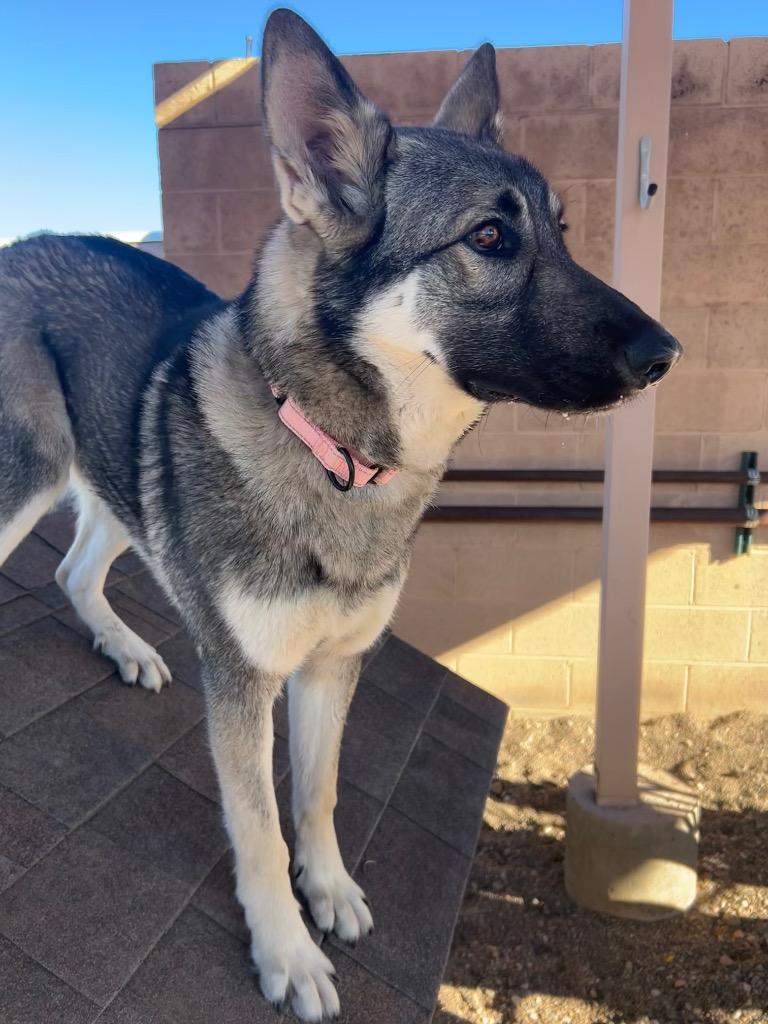 Delta, Adoptable, Young Male German Shepherd Dog & Husky.