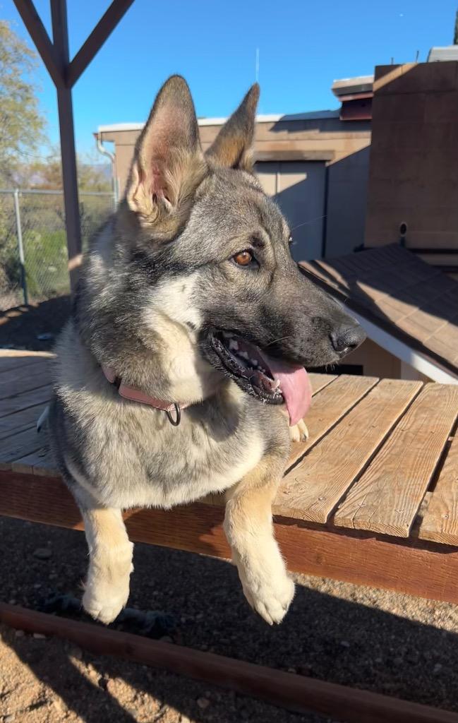 Enlarge Delta, a Adoptable mixed breed in Cottonwood, AZ image 2/6