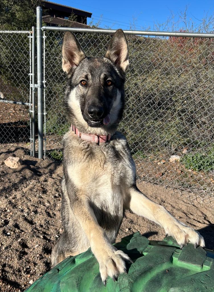 Enlarge Delta, a Adoptable mixed breed in Cottonwood, AZ image 4/6
