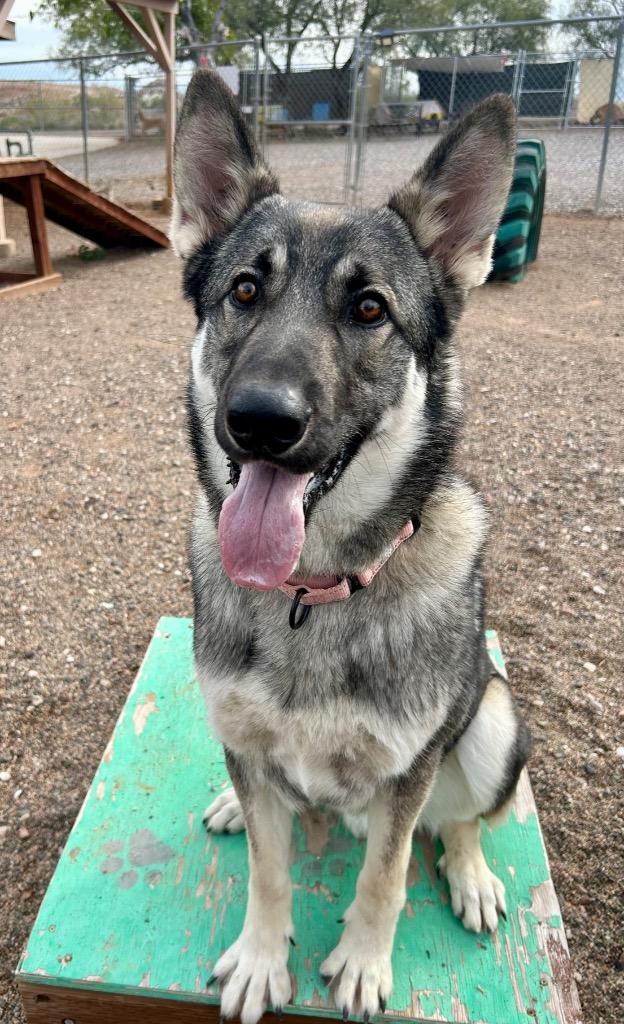 Enlarge Delta, a Adoptable mixed breed in Cottonwood, AZ image 5/6