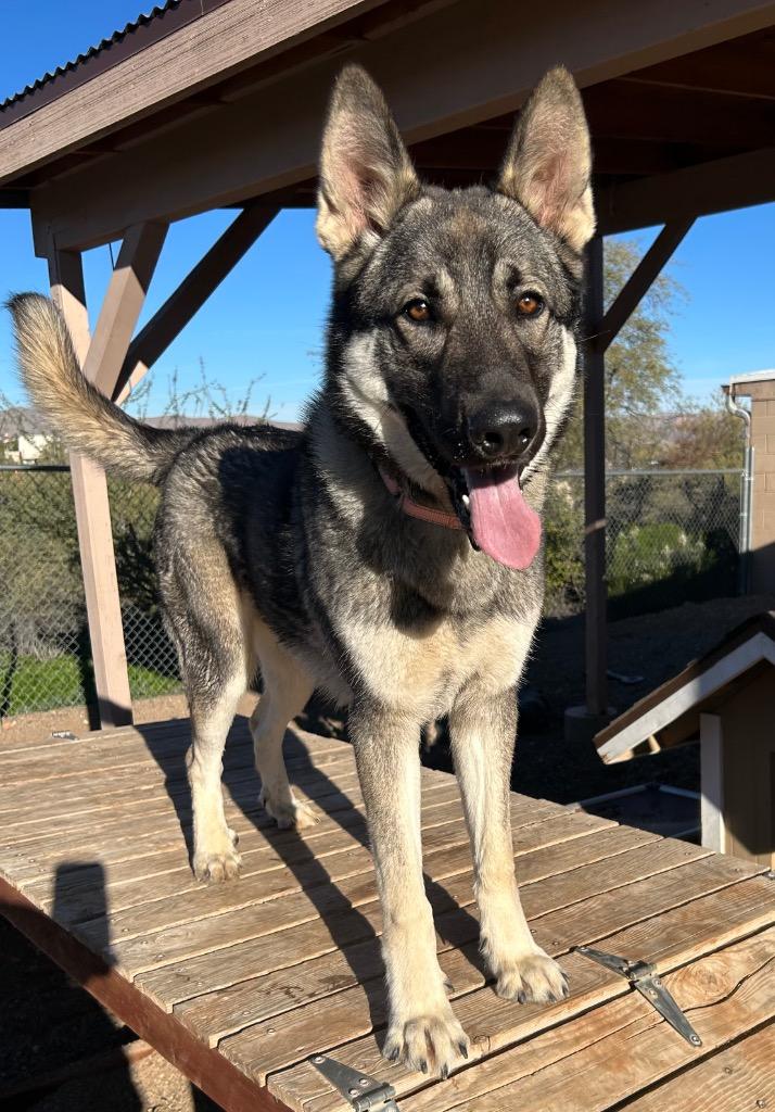 Enlarge Delta, a Adoptable mixed breed in Cottonwood, AZ image 6/6