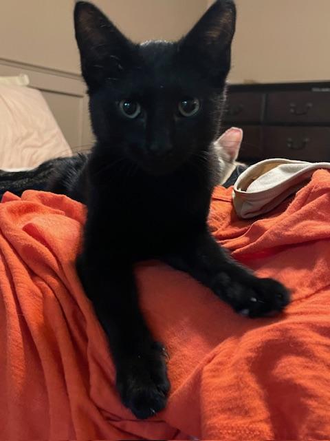 Magnum, Adoptable, Kitten Male Domestic Short Hair.