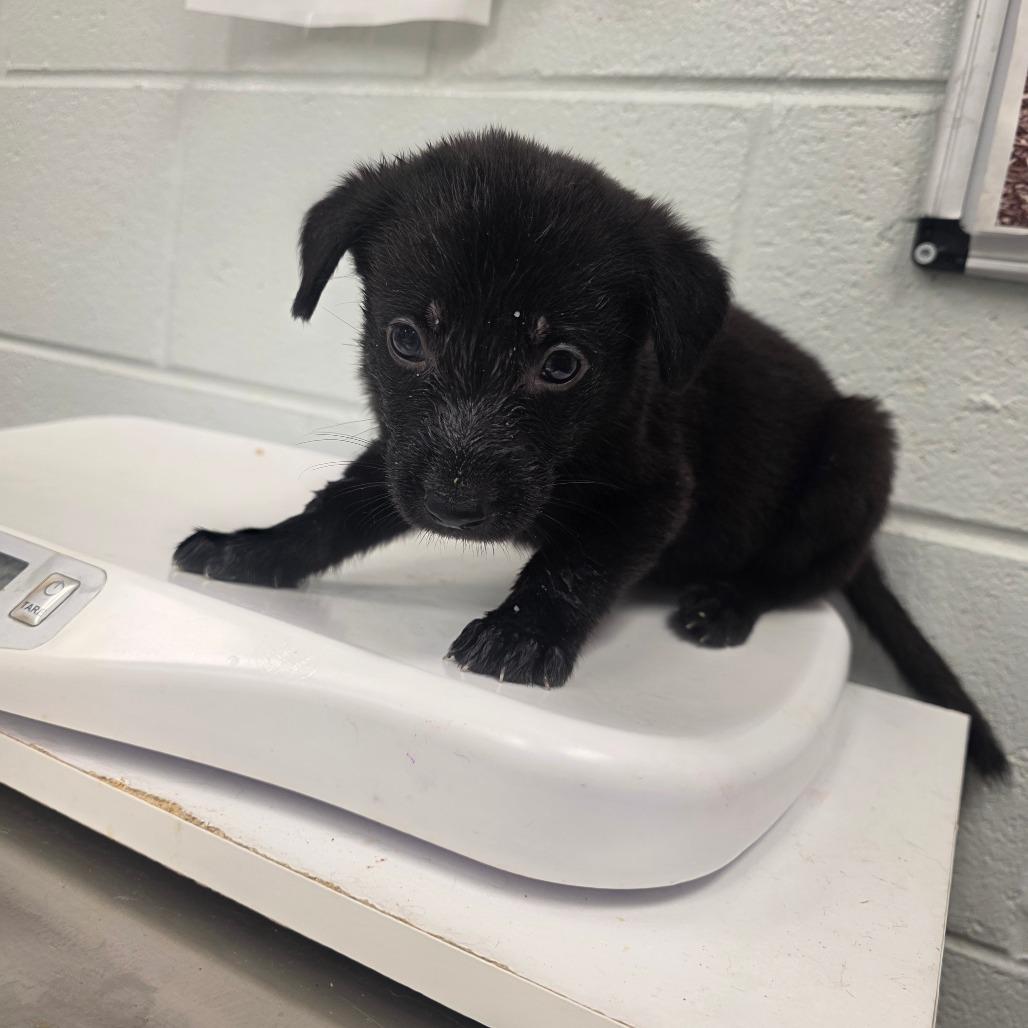 Coastal Creek (black collar), Adoptable, Puppy Male Mixed Breed.