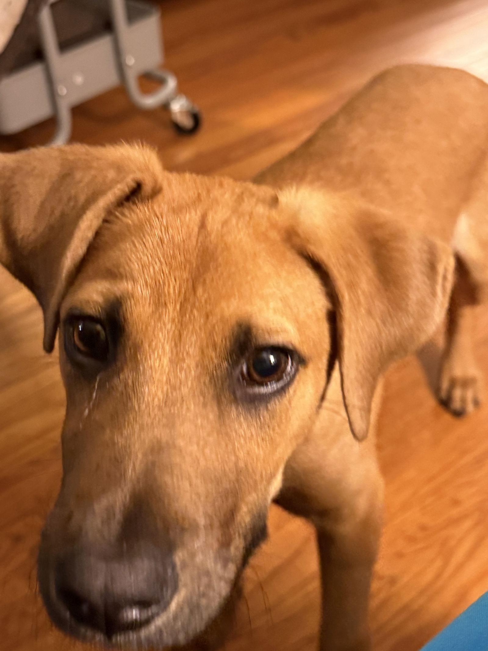 Hank, Adoptable, Puppy Male Hound.