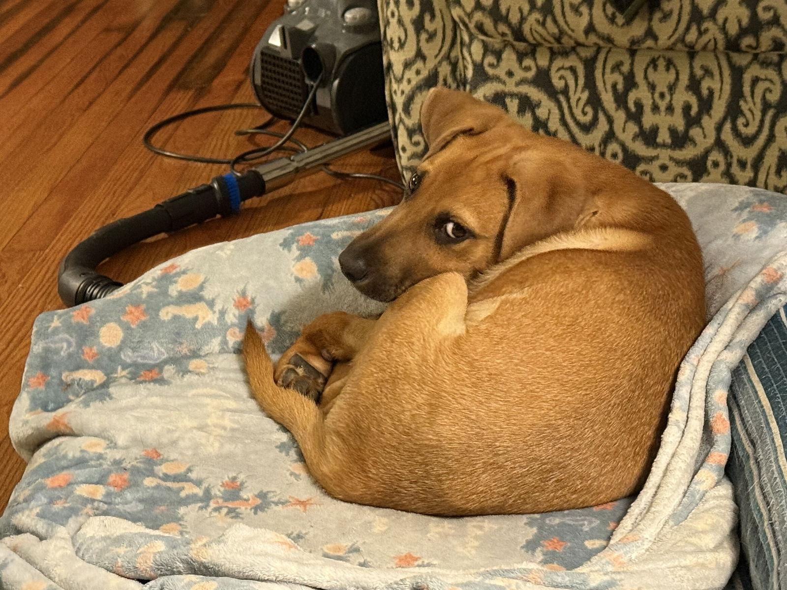 Hank, a Adoptable Hound in Mount Pleasant, SC image 3/3