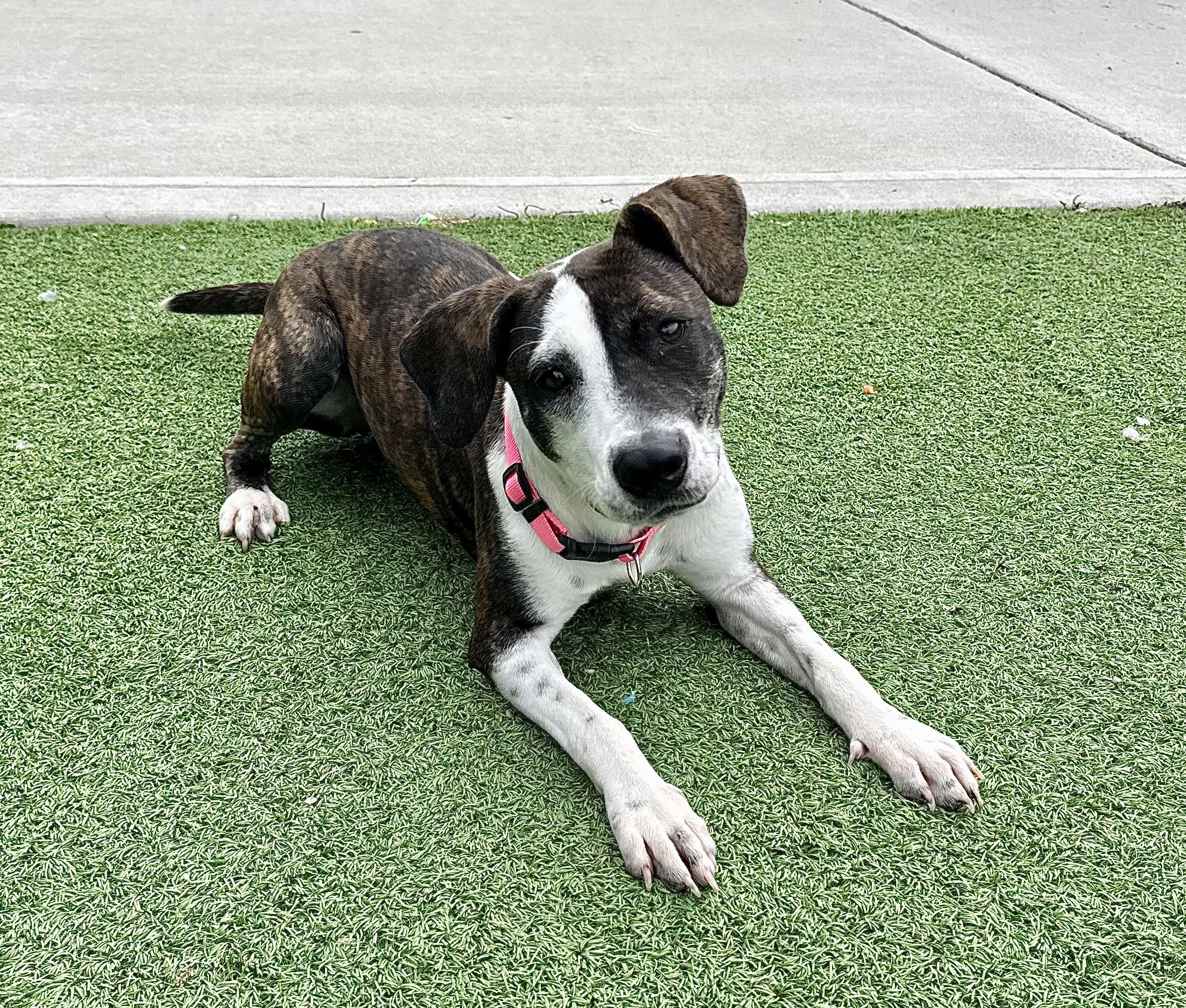 Enlarge Trista, a ADOPTABLE mixed breed in Long Beach, NY image 1/6