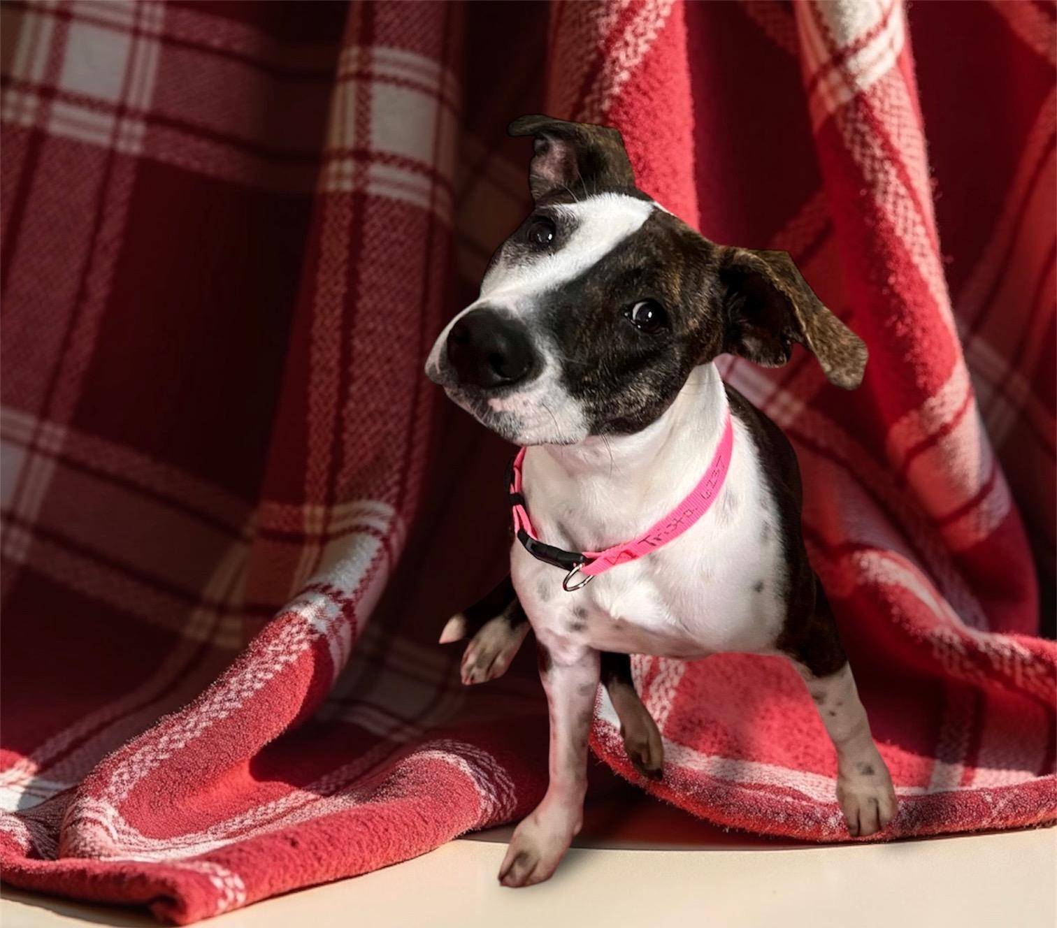 Enlarge Trista, a ADOPTABLE mixed breed in Long Beach, NY image 2/6