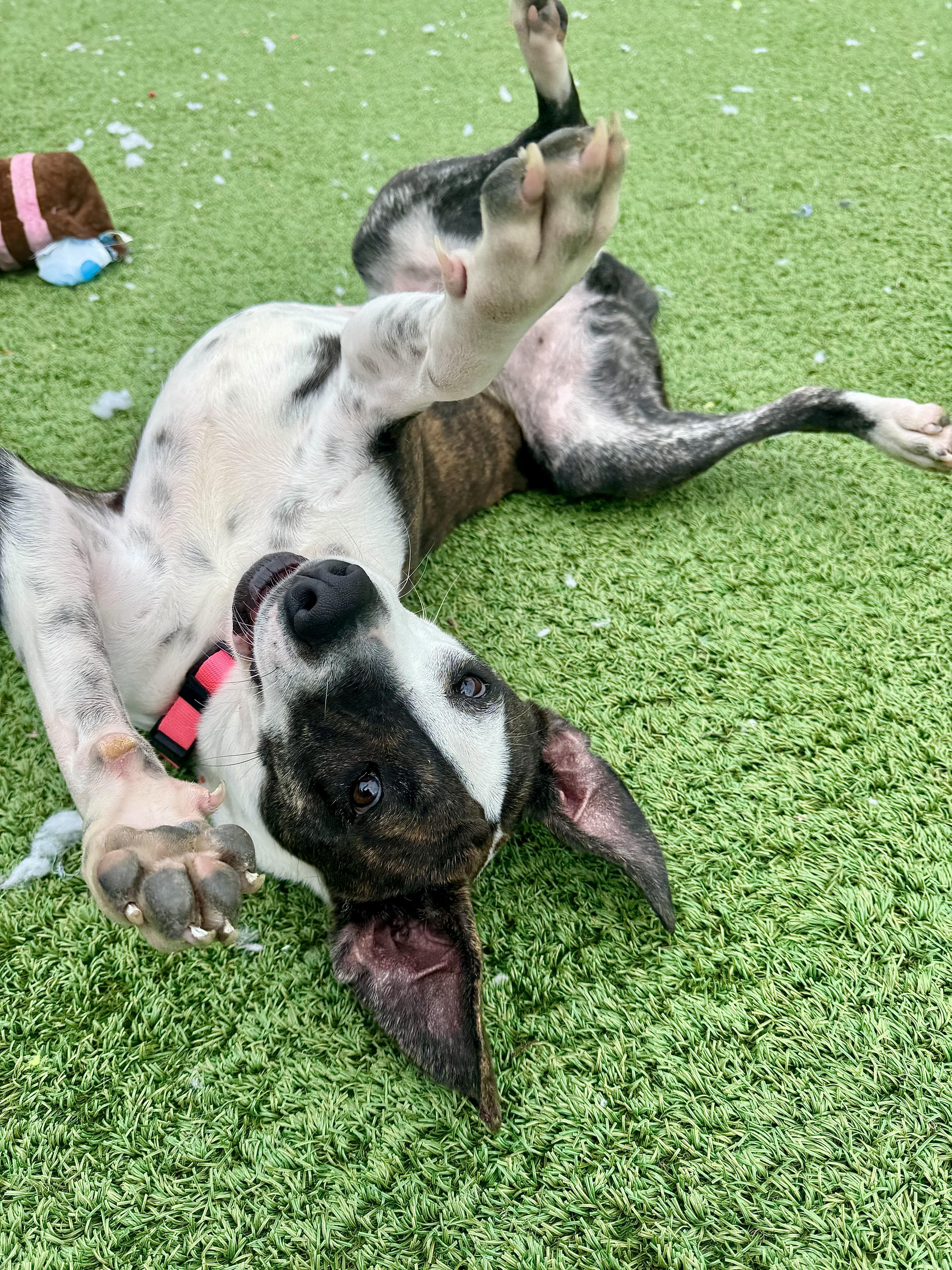 Enlarge Trista, a ADOPTABLE mixed breed in Long Beach, NY image 3/6