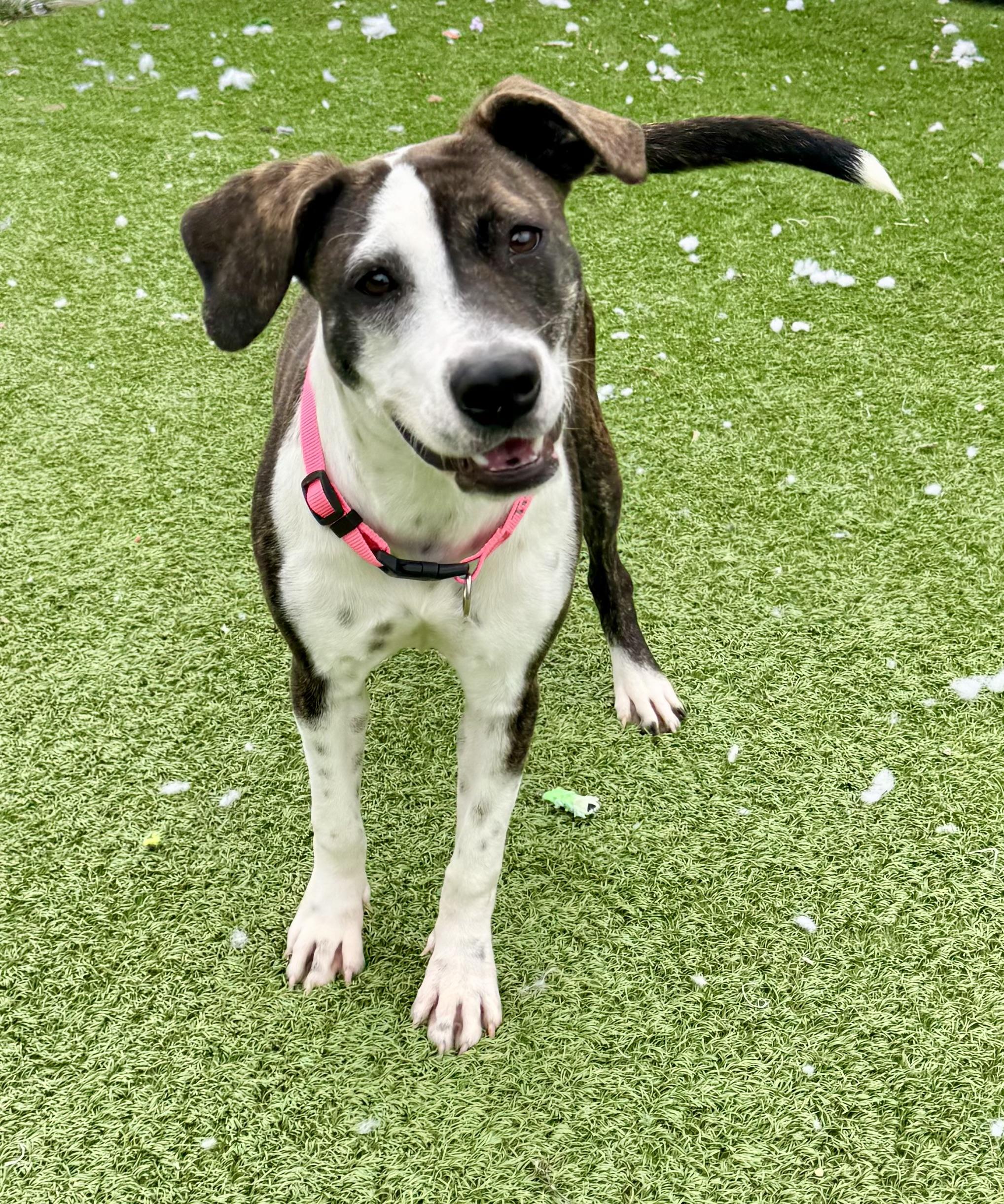 Enlarge Trista, a ADOPTABLE mixed breed in Long Beach, NY image 4/6