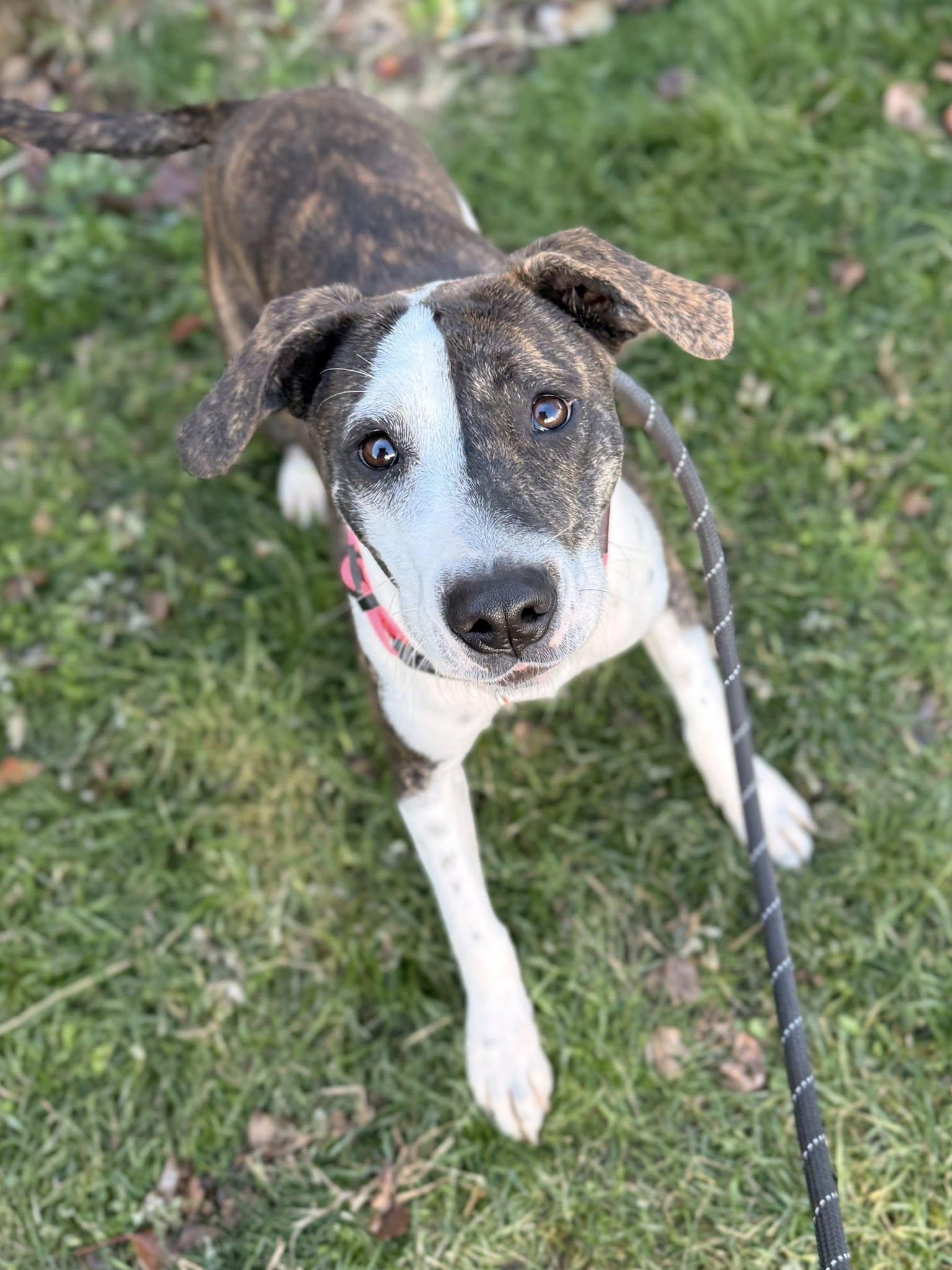 Enlarge Trista, a ADOPTABLE mixed breed in Long Beach, NY image 5/6