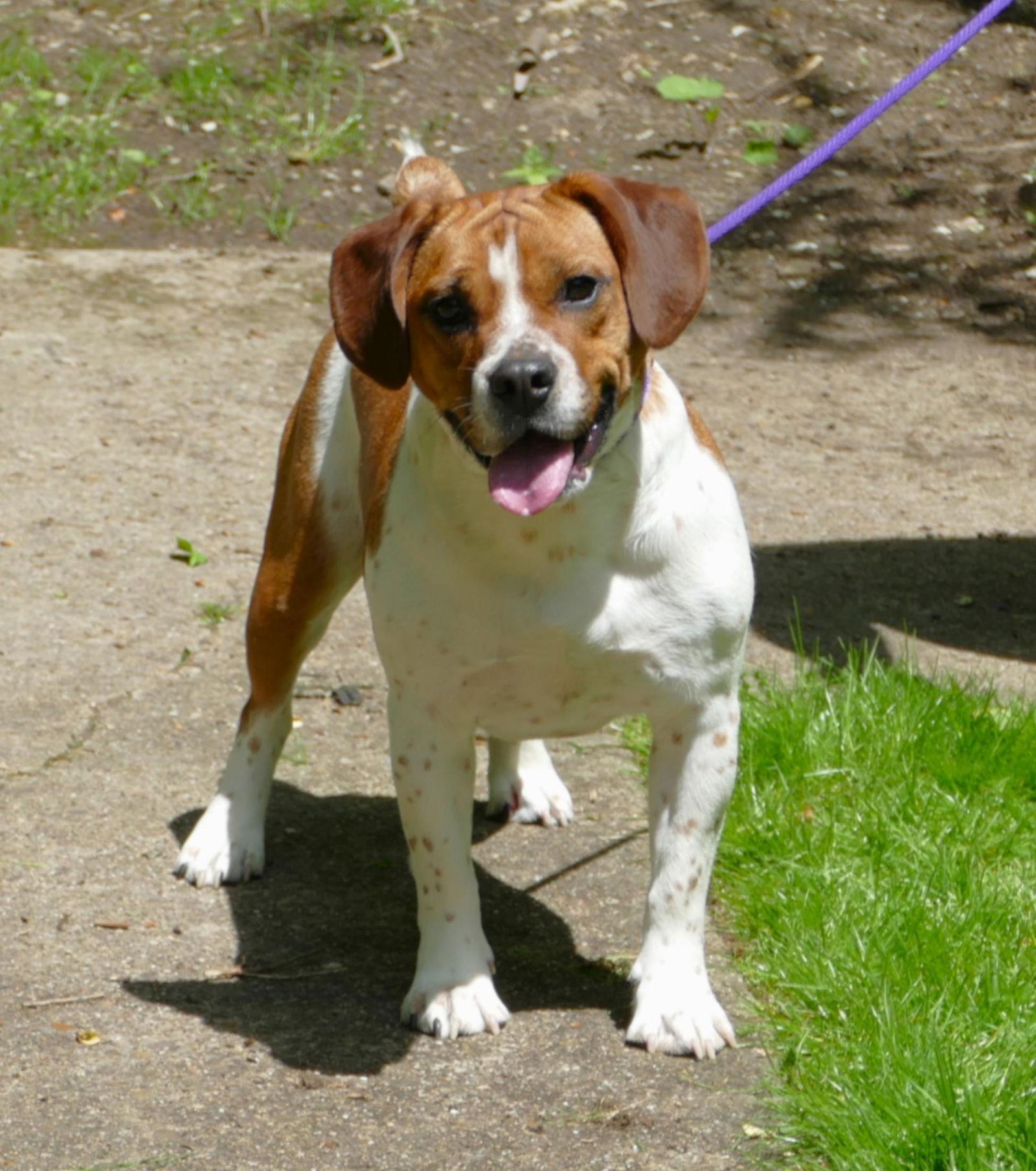 Enlarge Ace (courtesy post), a Adoptable Beagle in Pittsburgh, PA image 1/1