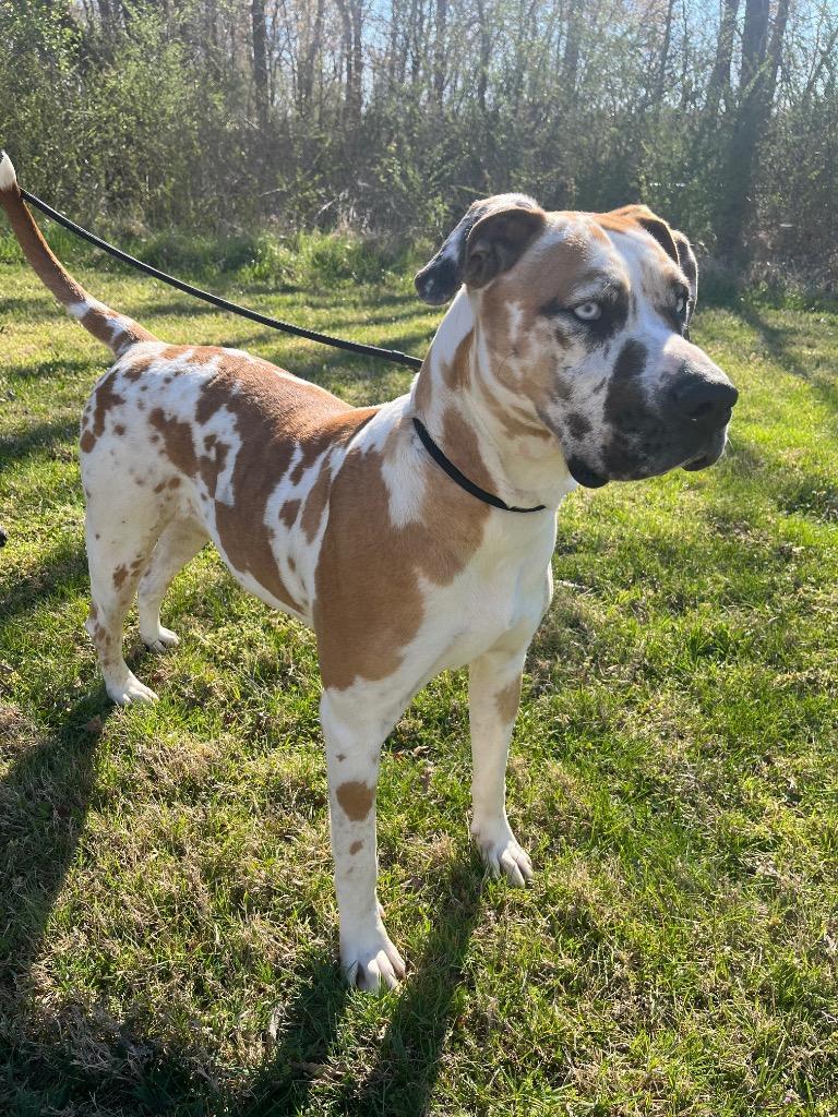 Shania, Adoptable, Young Female Great Dane & Mixed Breed.