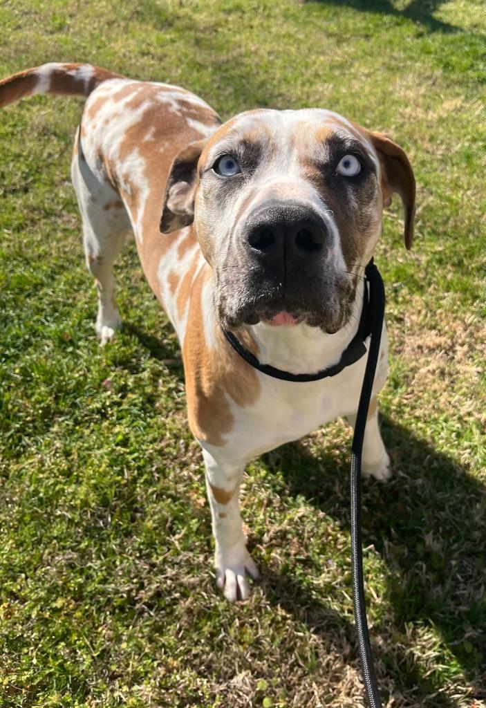 Enlarge Shania, a Adoptable mixed breed in Murray, KY image 2/6