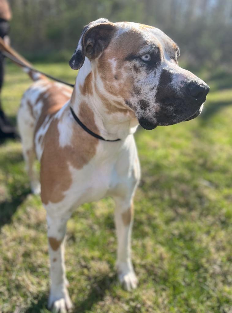 Enlarge Shania, a Adoptable mixed breed in Murray, KY image 3/6