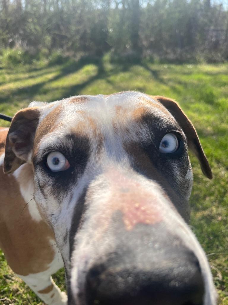 Enlarge Shania, a Adoptable mixed breed in Murray, KY image 4/6