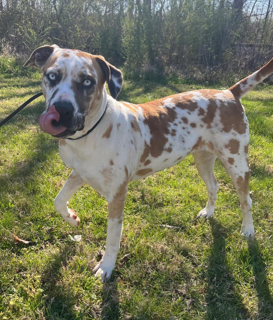 Enlarge Shania, a Adoptable mixed breed in Murray, KY image 5/6