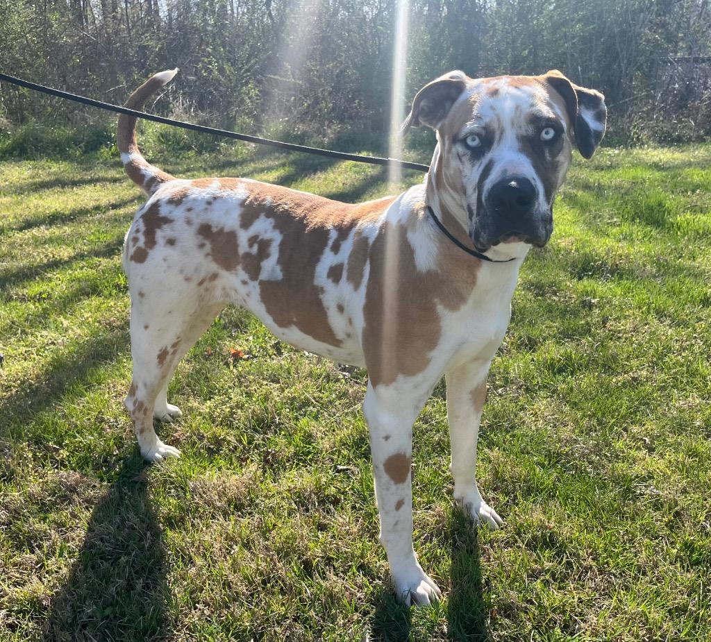 Enlarge Shania, a Adoptable mixed breed in Murray, KY image 6/6