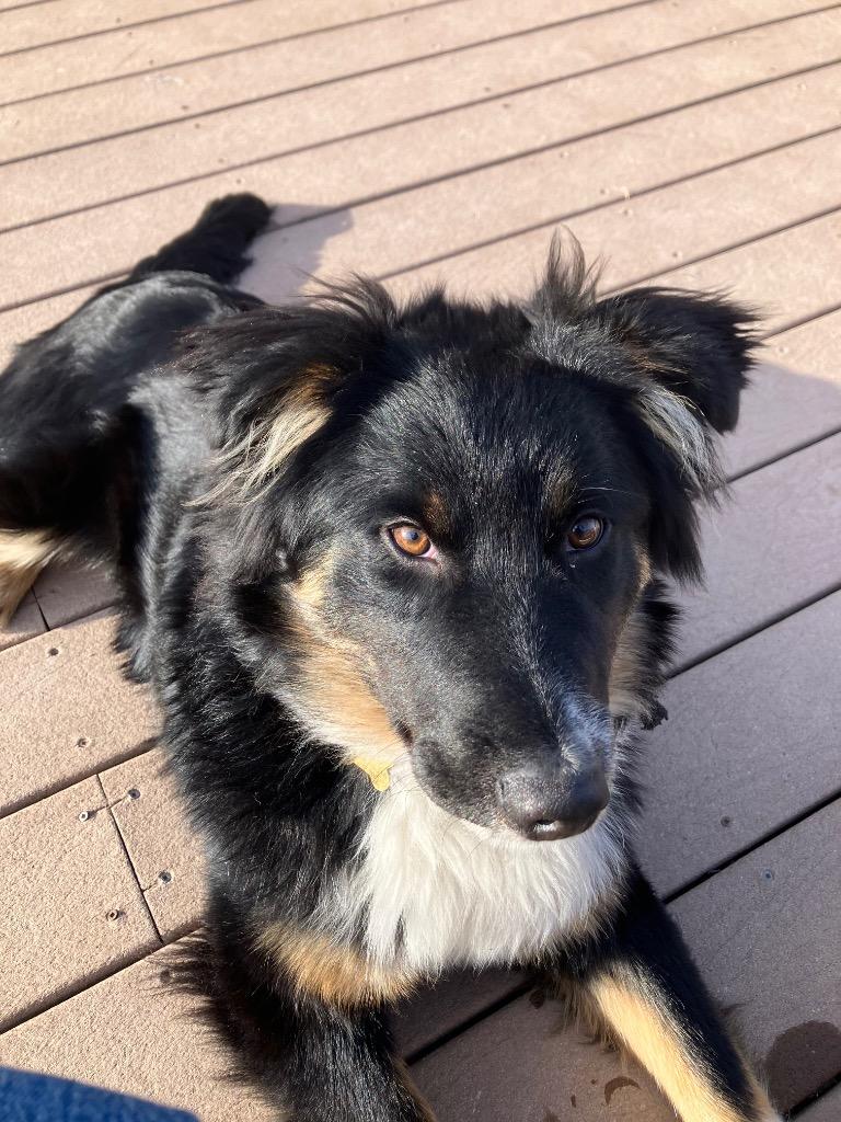 Kobe, Adoptable, Young Male Border Collie & Australian Shepherd.