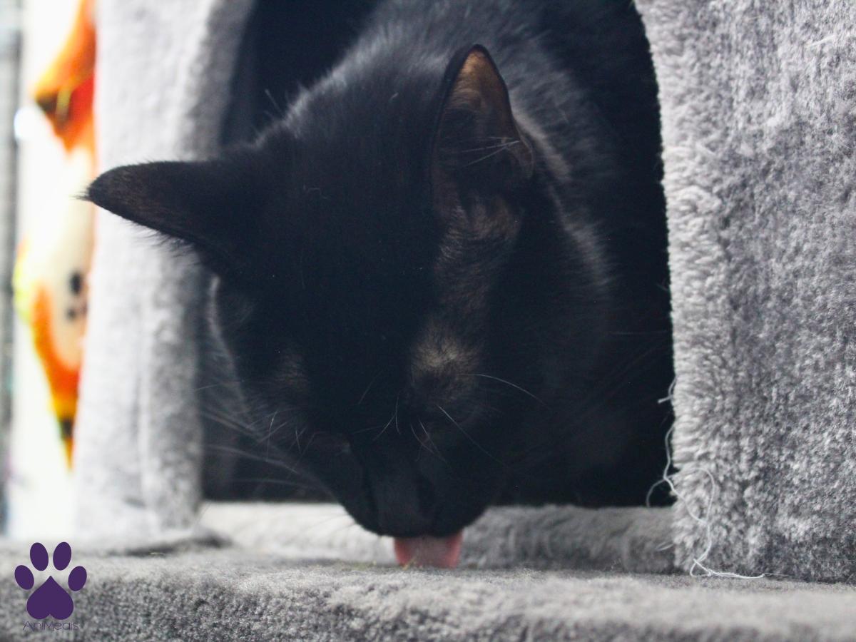 Riff Raff, an adoptable Domestic Short Hair in Missoula, MT, 59808 | Photo Image 3