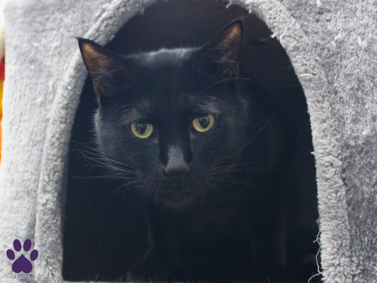 Riff Raff, a Adoptable Domestic Short Hair in Missoula, MT image 1/4
