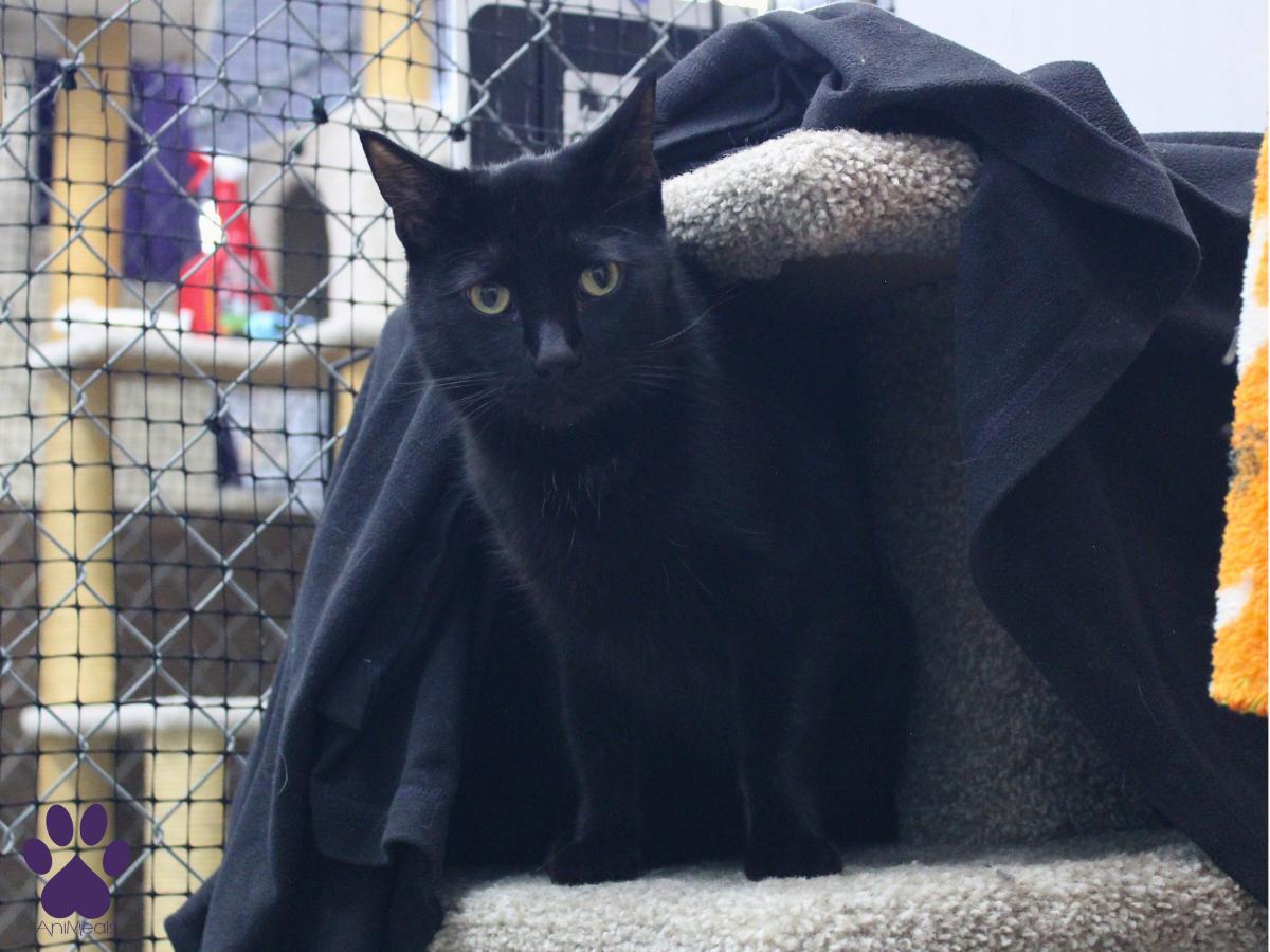 Riff Raff, an adoptable Domestic Short Hair in Missoula, MT, 59808 | Photo Image 4
