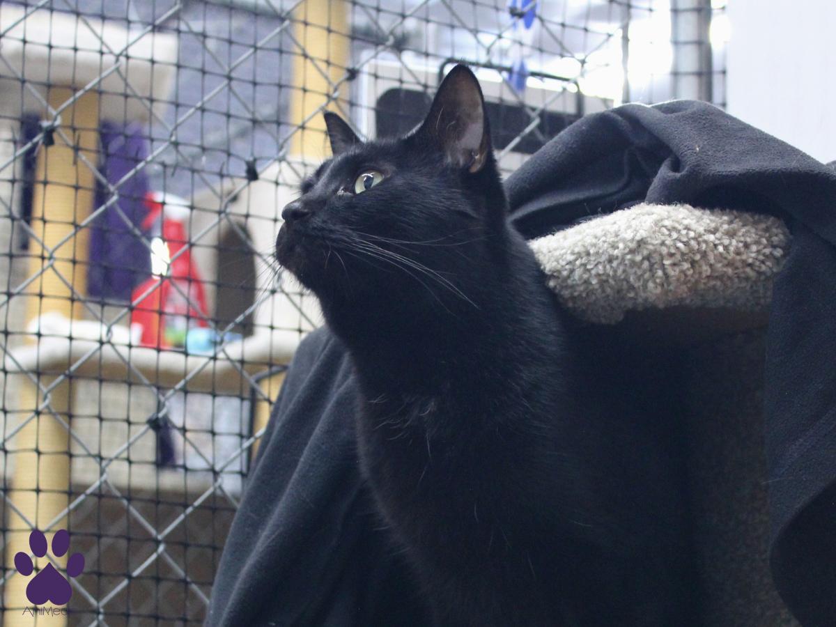 Riff Raff, an adoptable Domestic Short Hair in Missoula, MT, 59808 | Photo Image 2