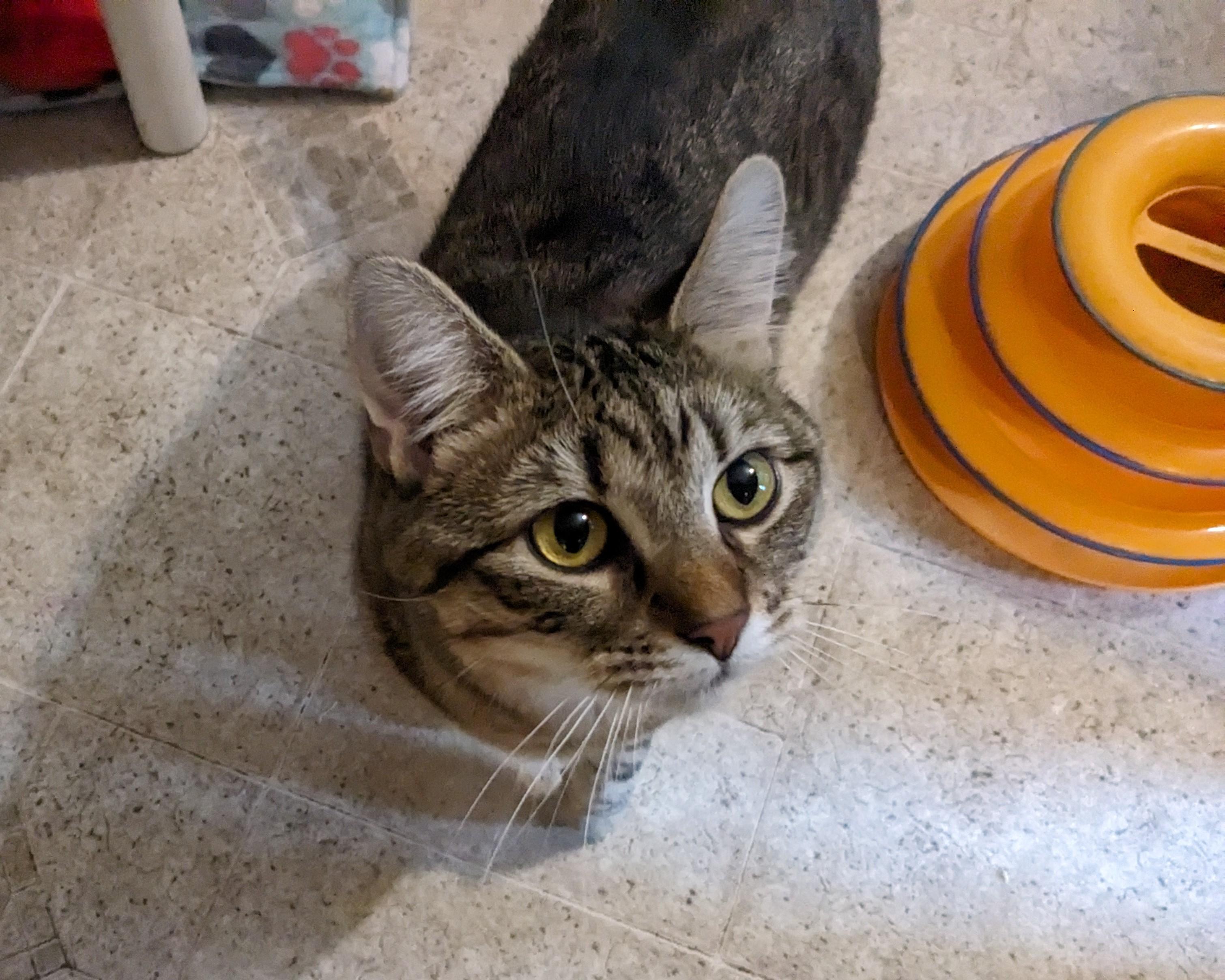 Enlarge Cammy, a Adoptable Domestic Short Hair in Springfield, IL image 2/3