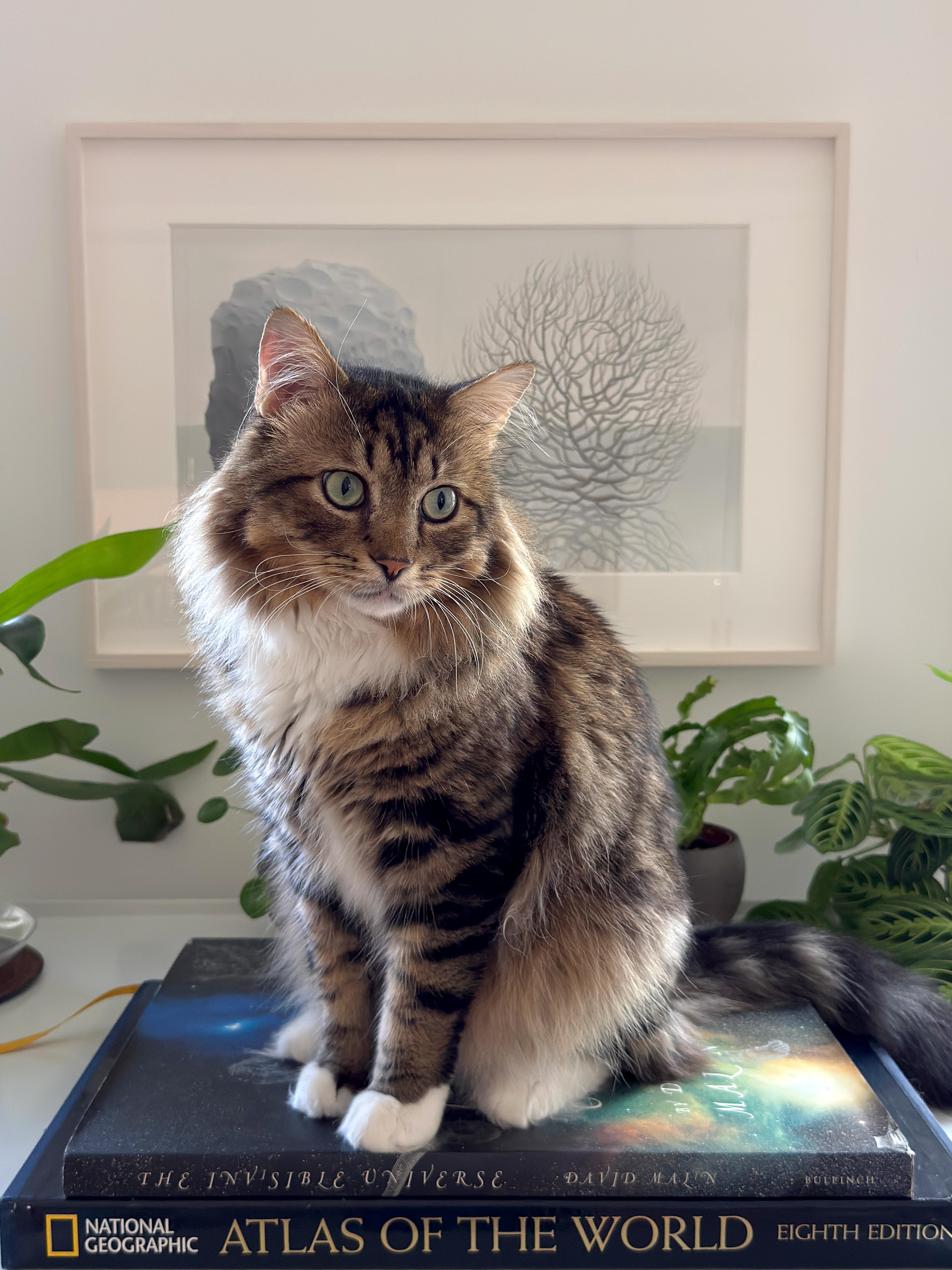 Cosmo — thumbnail 6