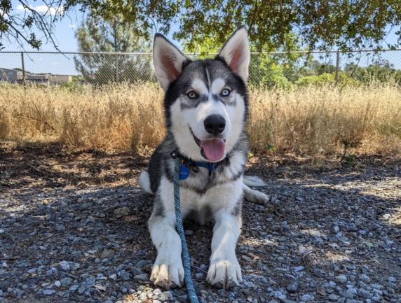 Enlarge DENALI, a Adoptable Husky in Auburn, CA image 1/1
