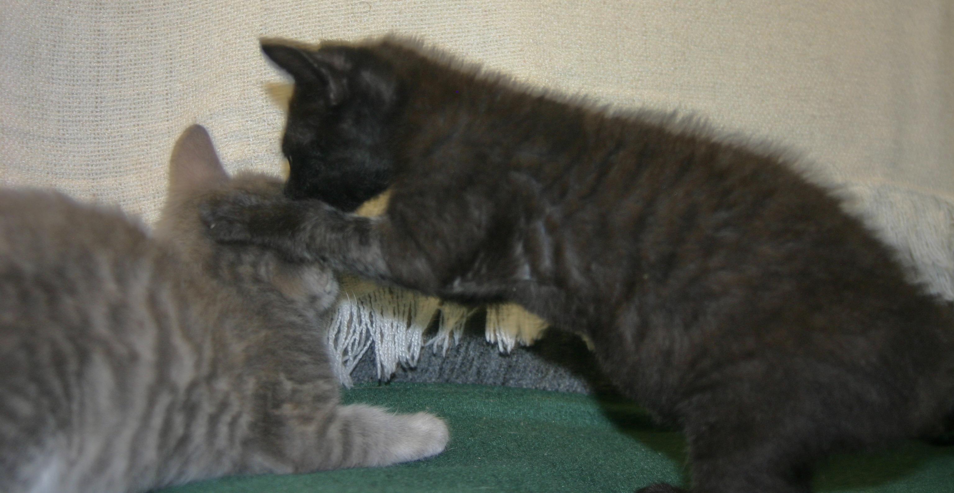 Penelope, a ADOPTABLE Domestic Short Hair in Tallahassee, FL image 2/3