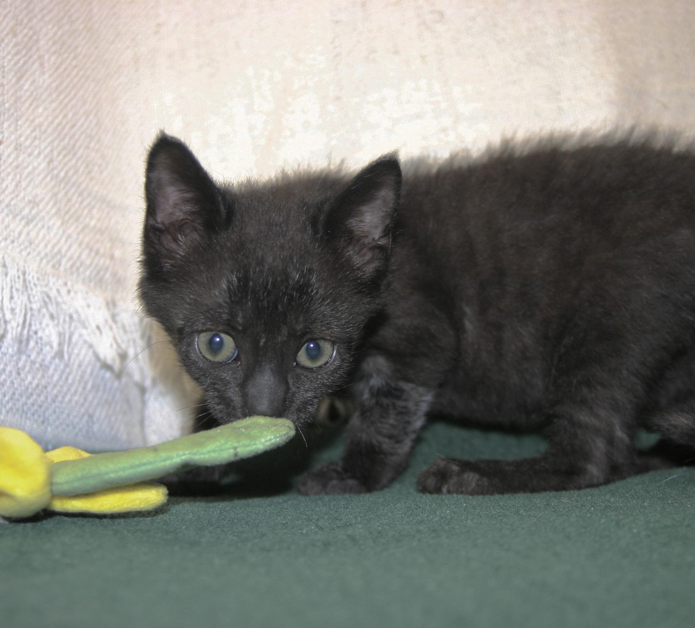 Penelope, ADOPTABLE, Young Female Domestic Short Hair.