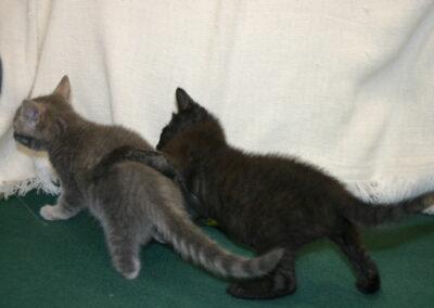 Penelope, a ADOPTABLE Domestic Short Hair in Tallahassee, FL image 3/3