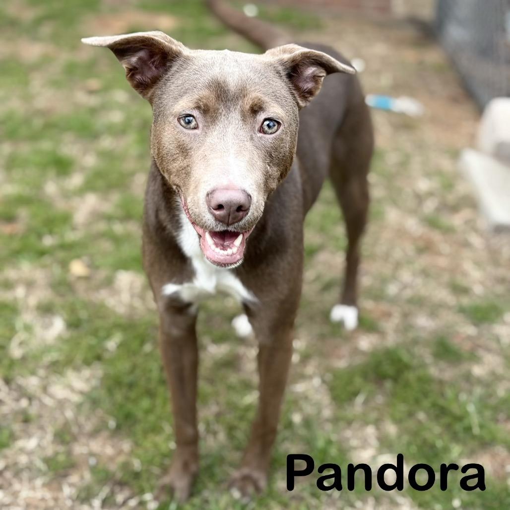 Enlarge Pandora, a Adoptable mixed breed in Palestine, TX image 1/3